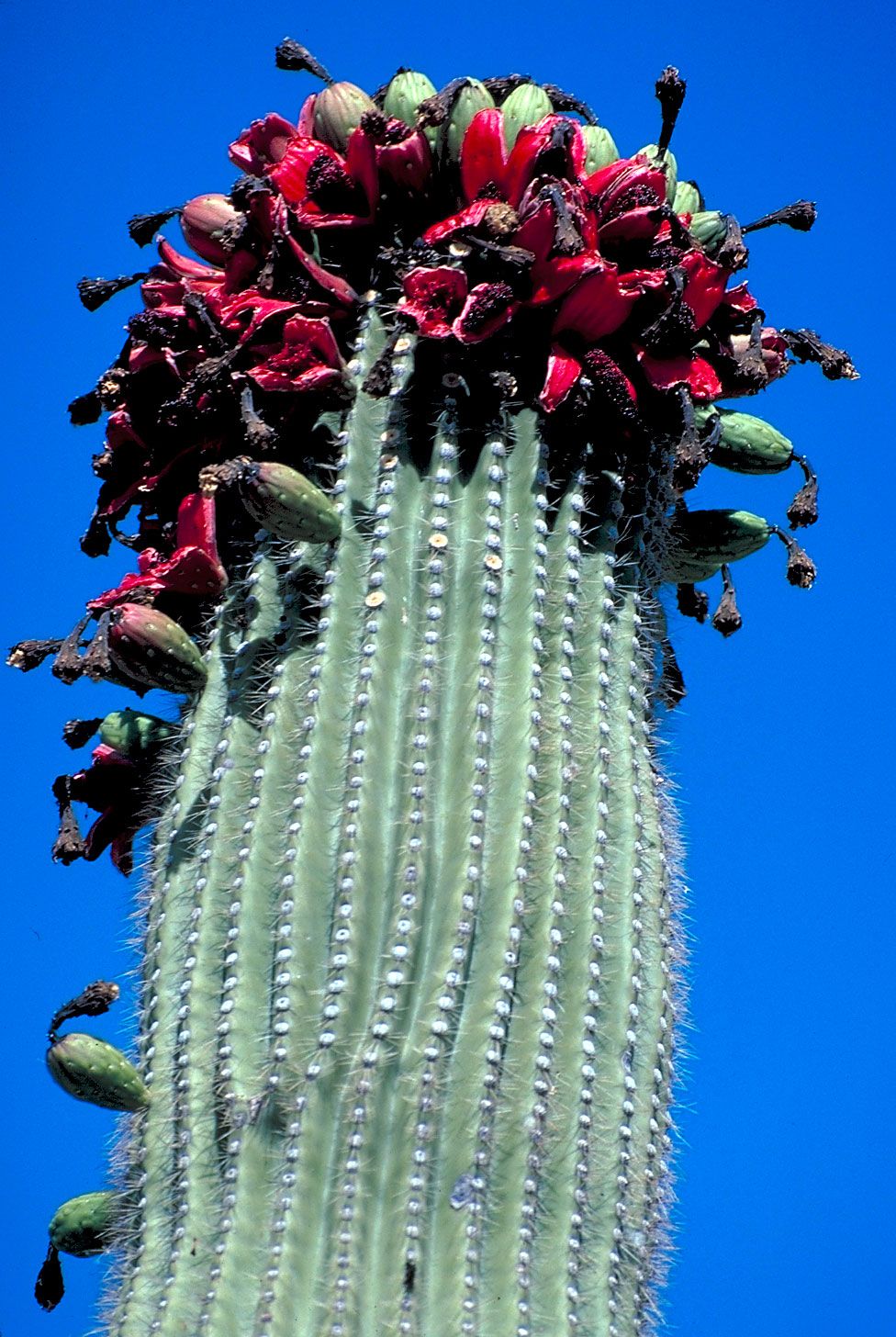 saguaro with flowers
